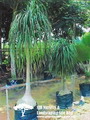 Ponytail Palm